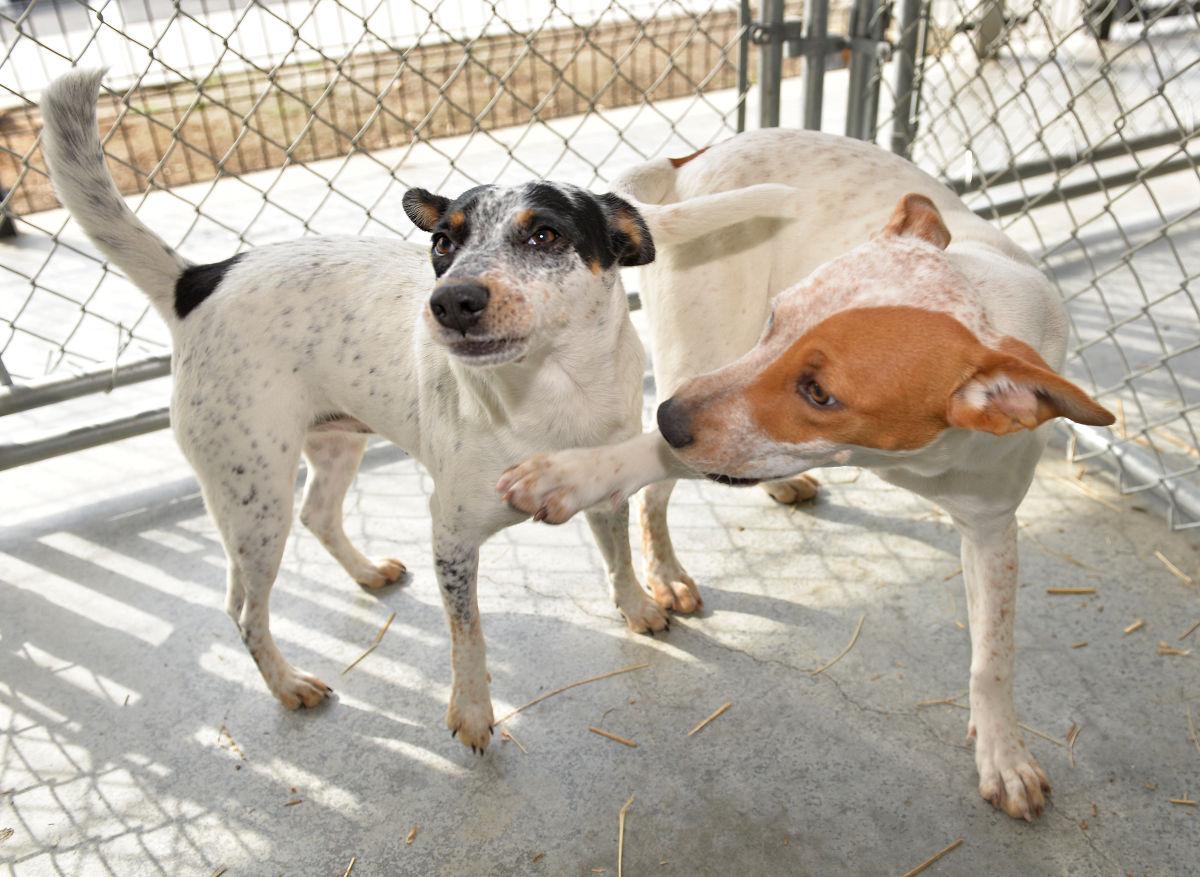 Lancaster animal shelter helps ‘flood victims’ Local News