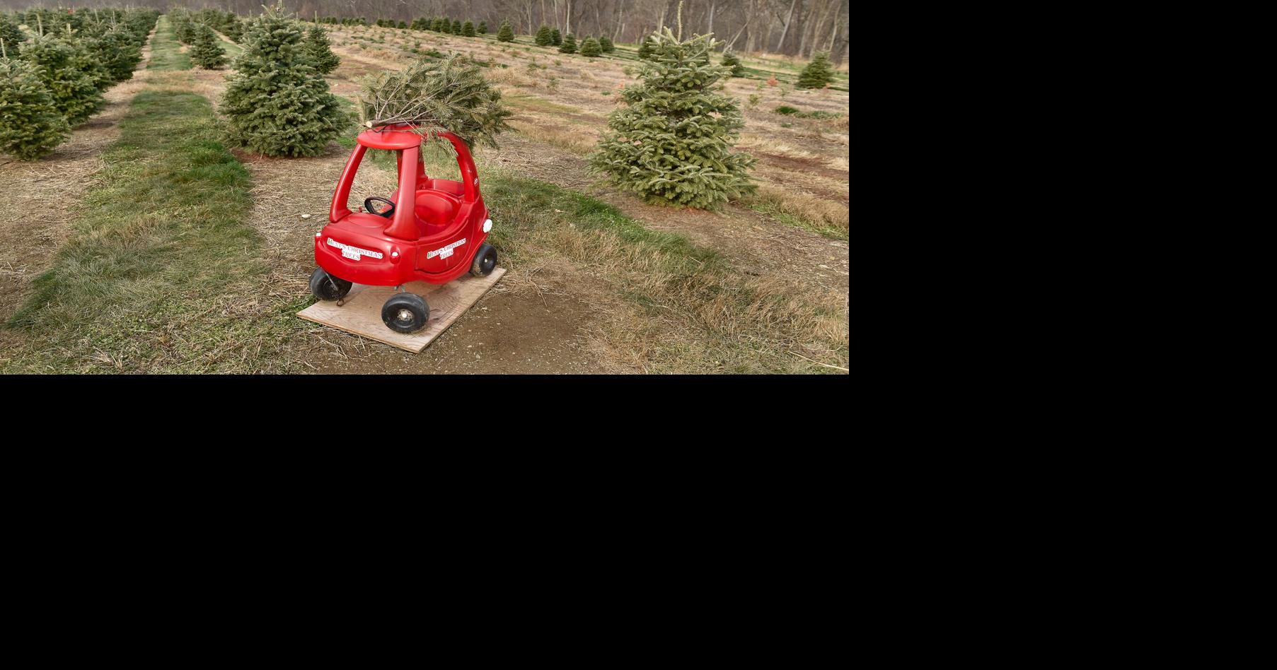 Hunting for the perfect tree at Hunt's Christmas Tree Farm | Local News ...