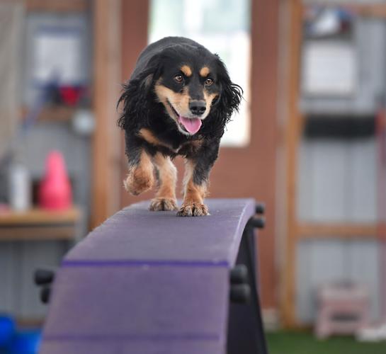 Rocky Creek Dog Agility 18.jpg