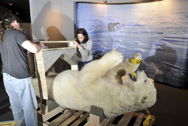North Museum gets a (mounted) polar bear | Entertainment