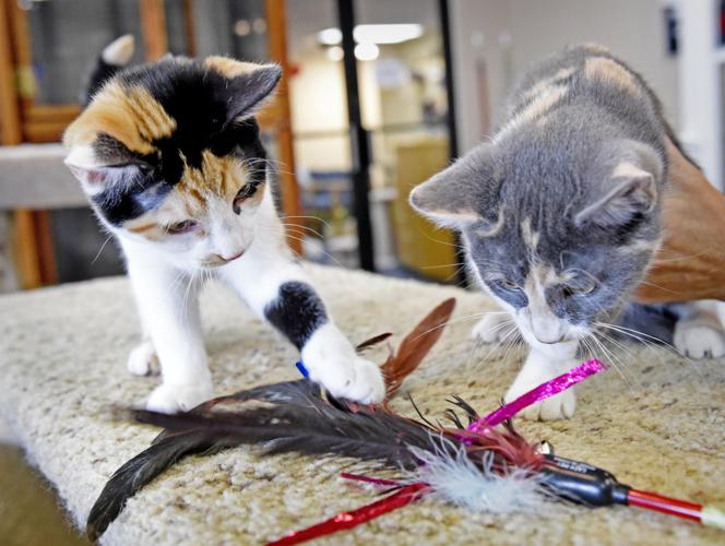 Pets of the week Adopt calico cat sisters Lovey and Mary Ann Local