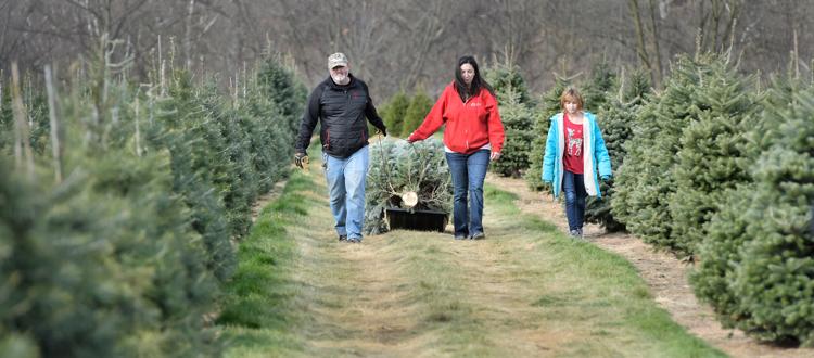 7 places to cut your own Christmas tree in Lancaster County [map ...