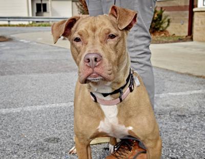 adopt kitana a 10 year old female pit