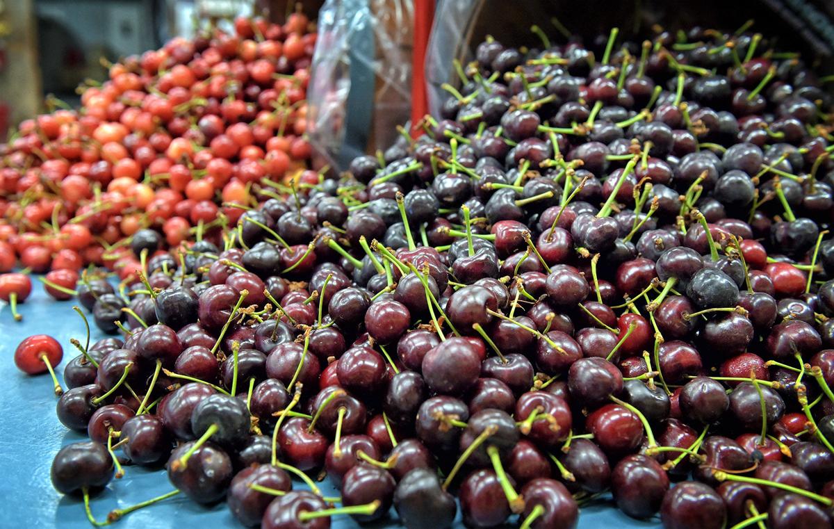 Where to pick your own cherries in Lancaster County Food
