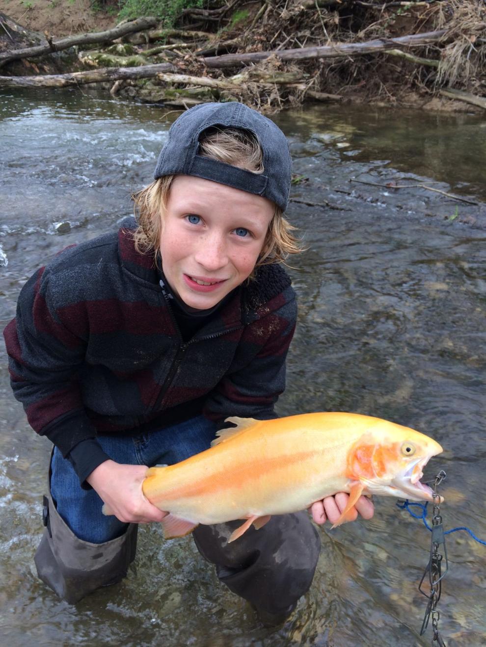 Golden rainbow trout, not palominos, swim in PA waters Outdoors