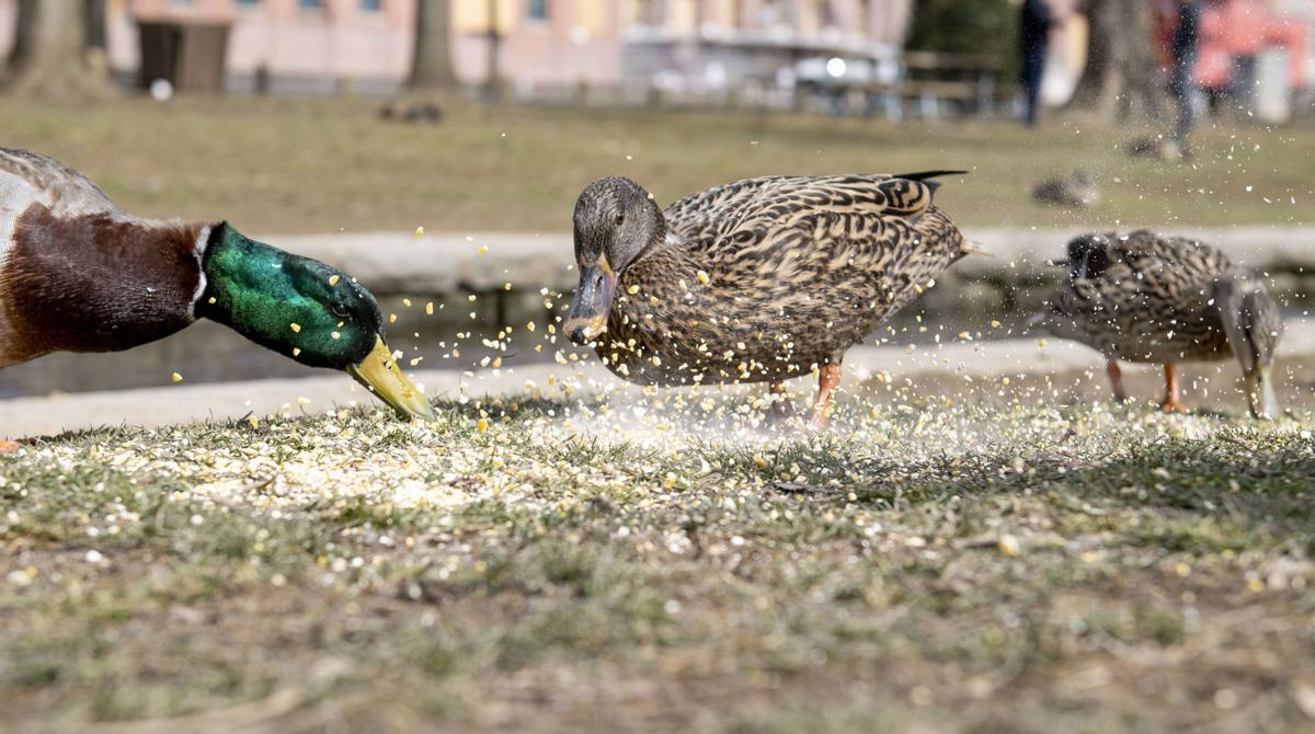 Feeding ducks, enjoying warmer weather in Lancaster County [photos
