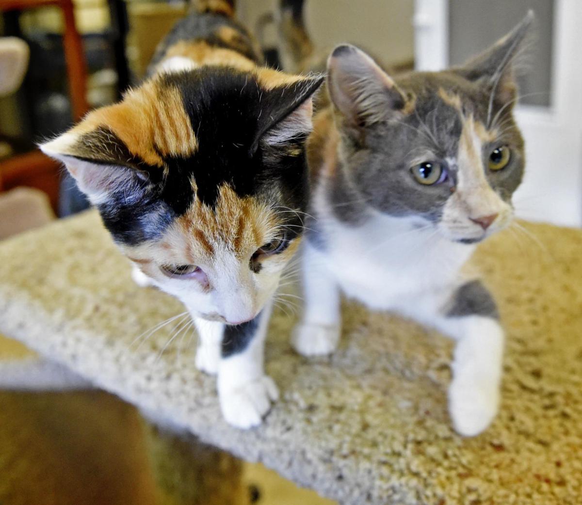 Pets Of The Week Adopt Calico Cat Sisters Lovey And Mary Ann