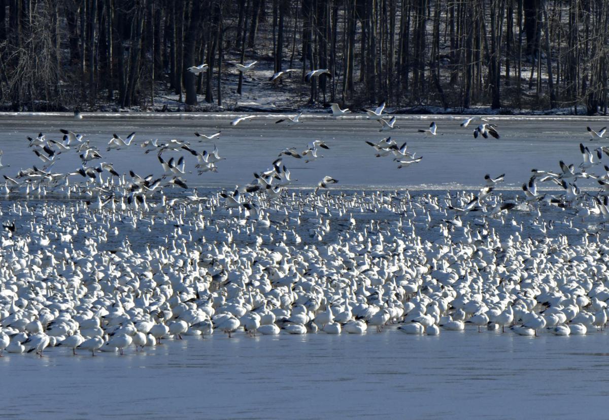 360degree video Watch thousands of snow geese at Middle Creek Local
