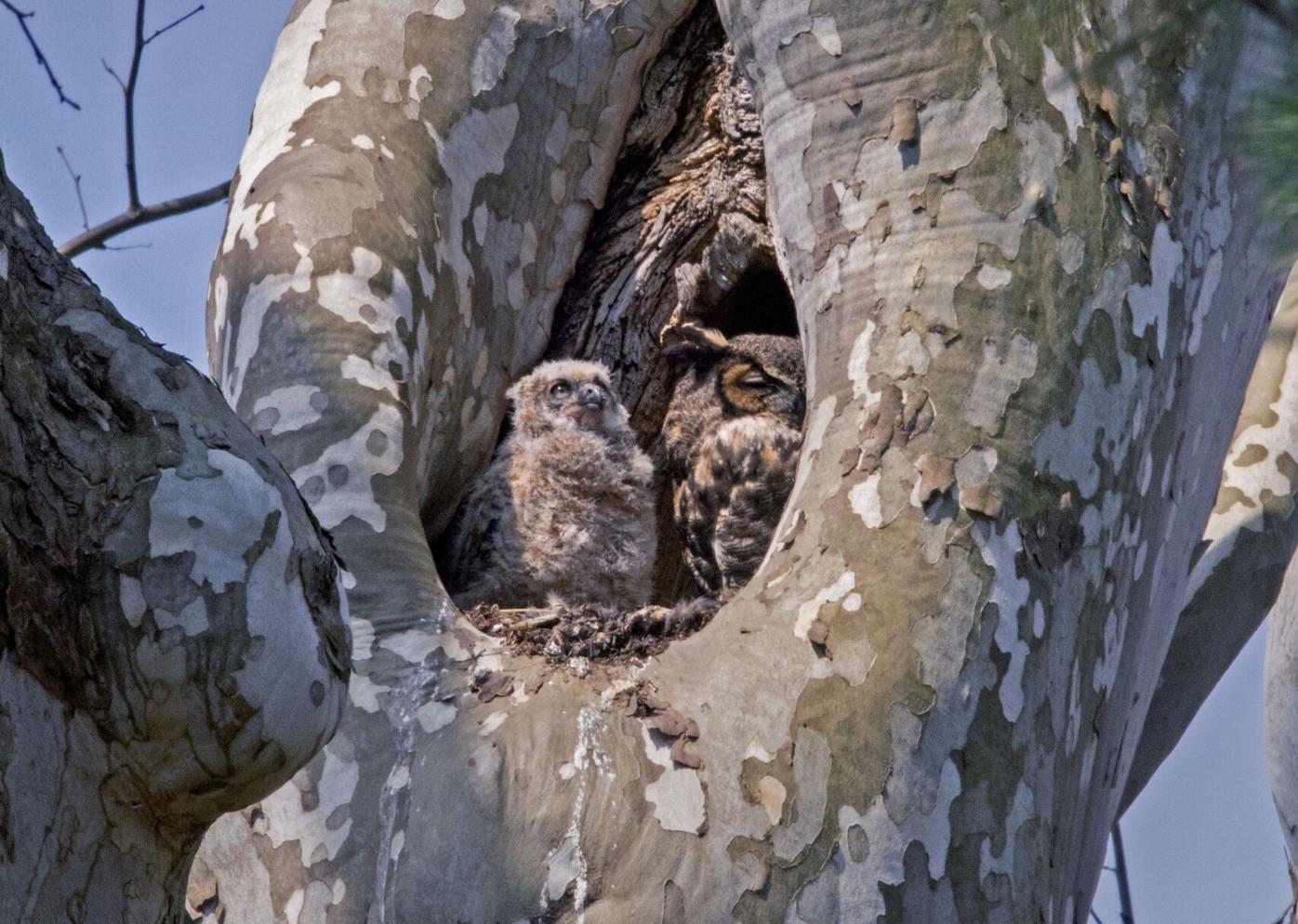 Young owl taken from Mount Joy nest leads to anger, concern among