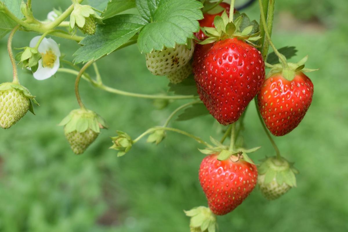 Here's where to pick your own strawberries in, near Lancaster County in ...