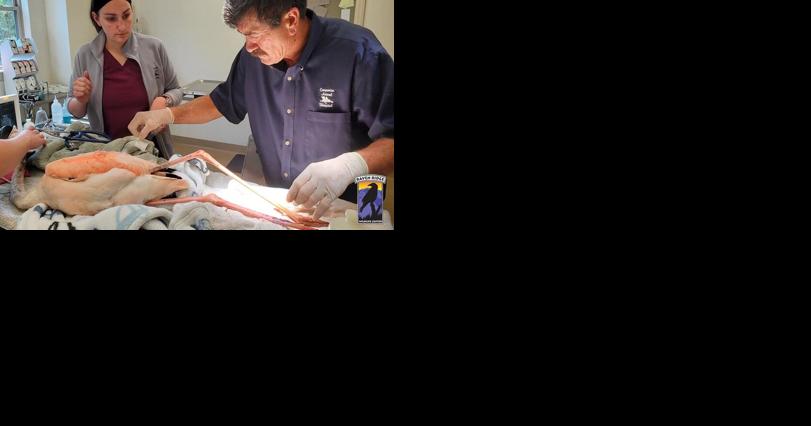 Lancaster County wildlife center rehabilitates flamingo injured by snapping turtle - Vimarsana News