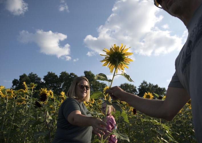 Wheatland Community Sunflower Garden [photos]