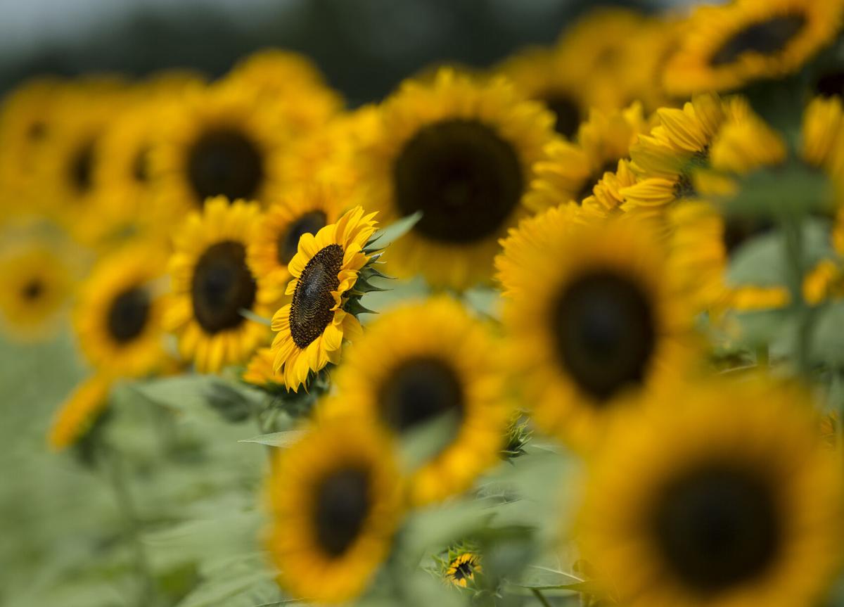 Where To Find Sunflower Fields In Lancaster County For Photos Yoga A Concert And More Food Living Lancasteronline Com