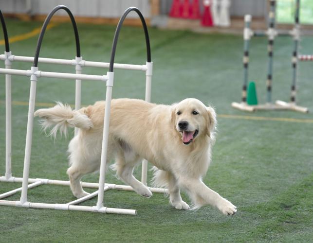 Rocky Creek Dog Agility 19.jpg