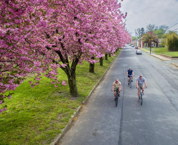 Cherry Blossoms in Marietta, Local News