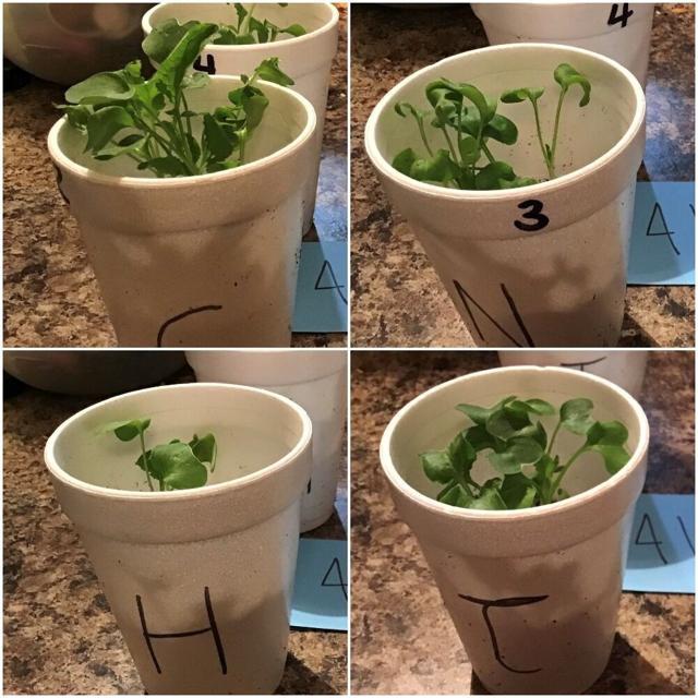 How do plants react to different types of music? This science fair