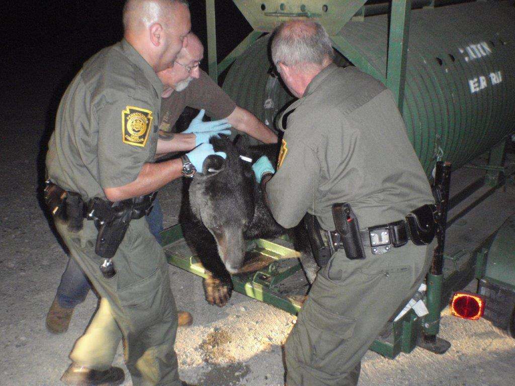 First of 3 black bears roaming Lancaster County captured in Quarryville ...