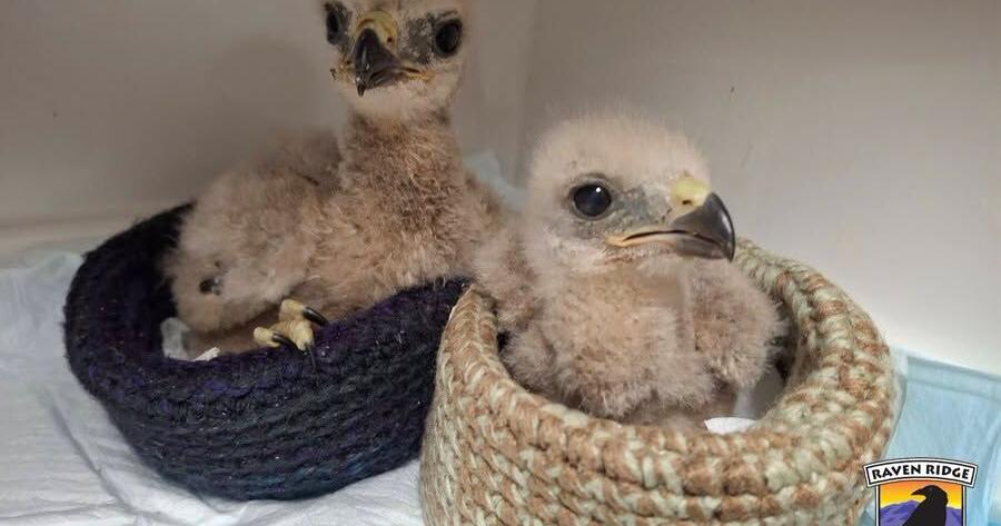 Heat and storms send wildlife for care at Washington Boro rehab center Jul 14, 2026