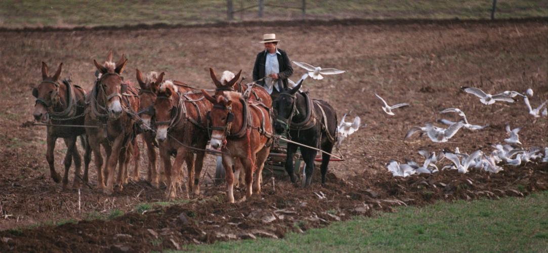 Zoning change aims to encourage kennels, horses in Strasburg Township