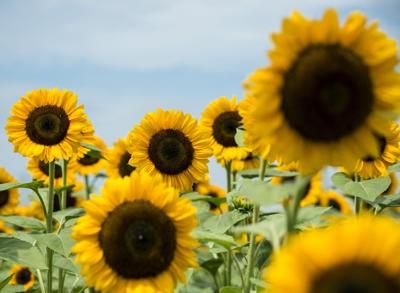Where To Find Sunflower Fields In Lancaster County For Photos Yoga A Concert And More Food Living Lancasteronline Com