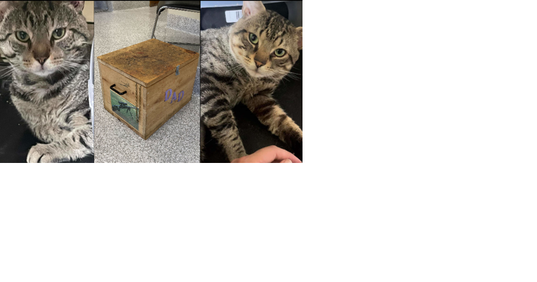 Two cats left to die in wooden box in Lancaster Township: How to rescue animals during 'Kitten Season' - Vimarsana News