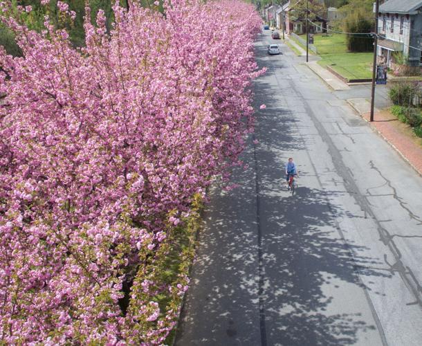 Cherry Blossoms in Marietta Local News