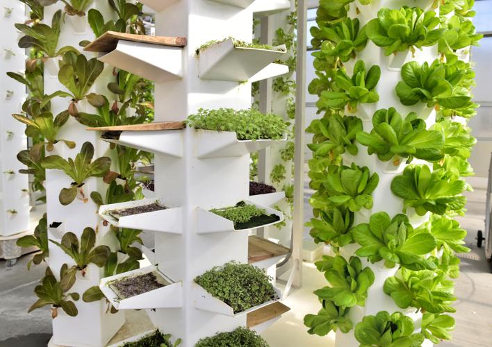 Hydro Gardens Lancaster Fasci Garden