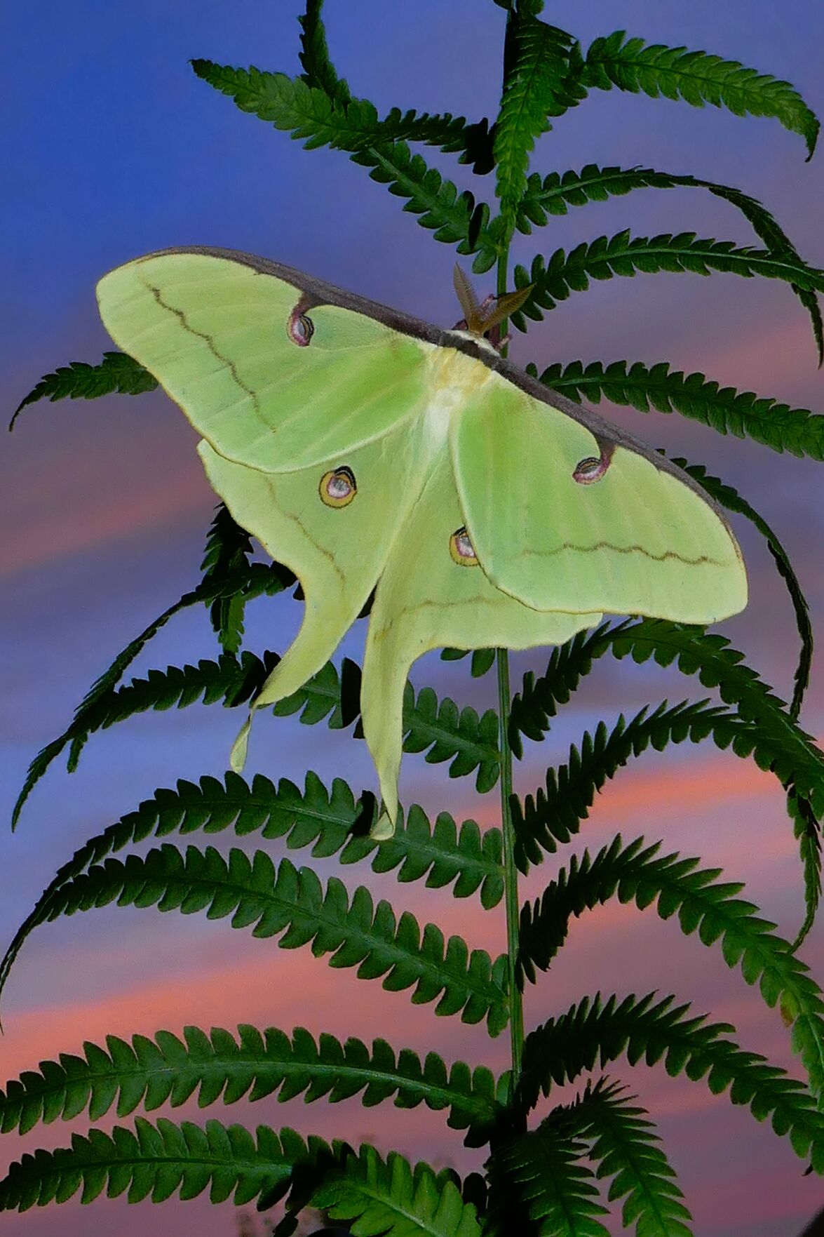Givens silk moth.png
