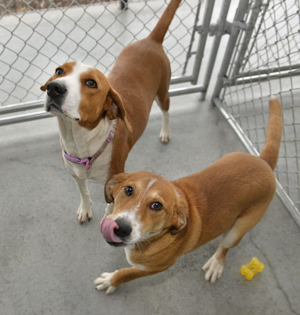 Lancaster animal shelter helps ‘flood victims’ Local News