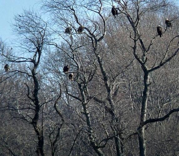 Here's What Eagles Do When They Play Their Best