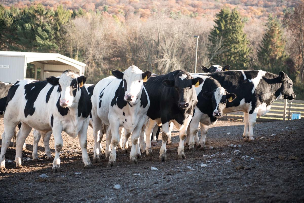 Dairy Farming Boost Researchers Say Holstein Calves Can Be Just As Tasty As Any Beef Local News Lancasteronline Com