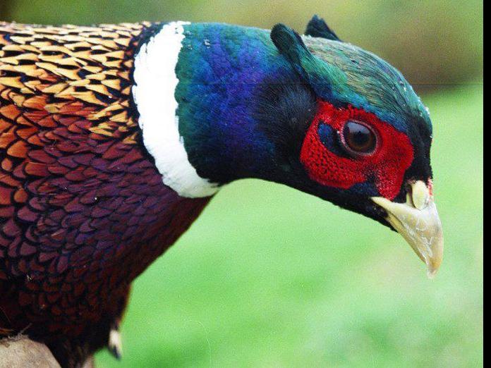 Pheasants in Pennsylvania End of the trail? Outdoors