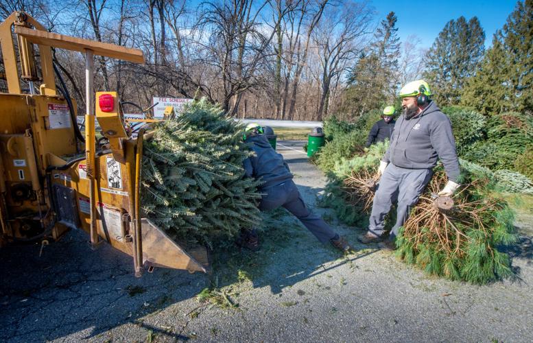 Christmas trees turned into mulch [photos] Local News