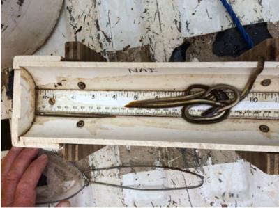 American eel restoration for Susquehanna includes 3 Lancaster County spots, Local News