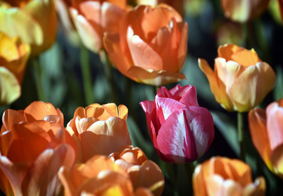 How to grow tulips, plus what are the best companion