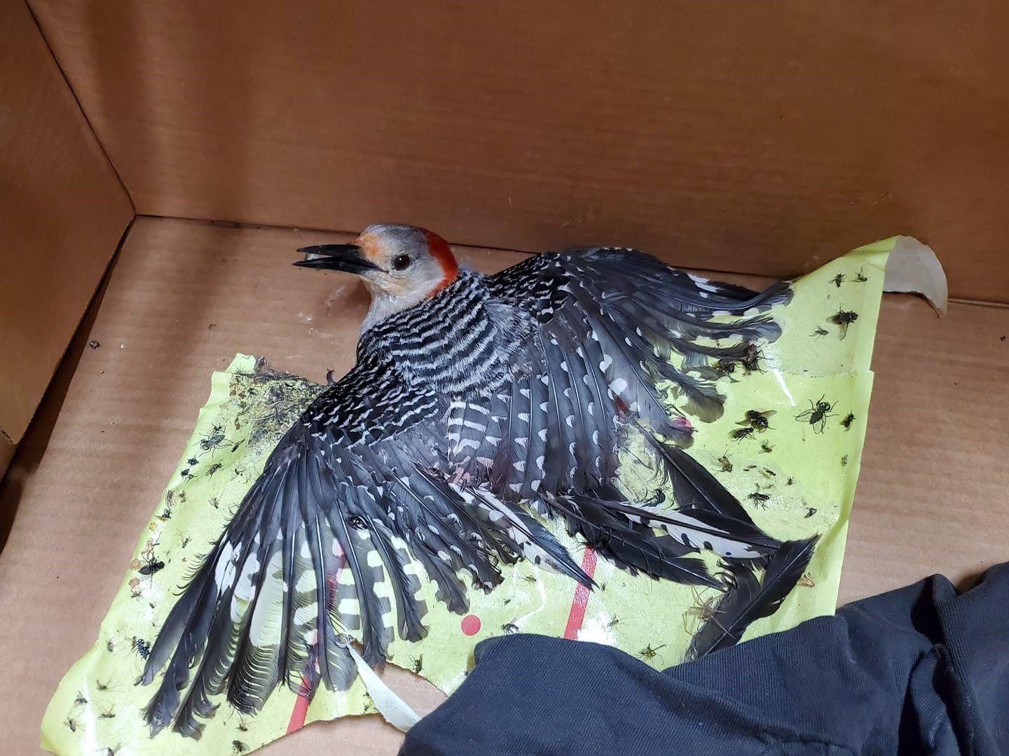 Calls to rescue wildlife from spotted lanternfly bands are