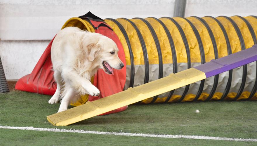 Rocky Creek Dog Agility 20.jpg