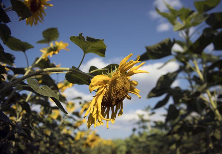 Wheatland Community Sunflower Garden [photos]