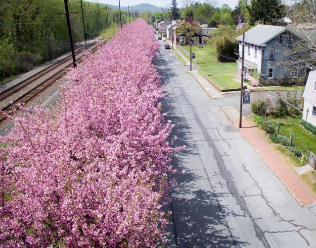Cherry Blossoms in Marietta Local News