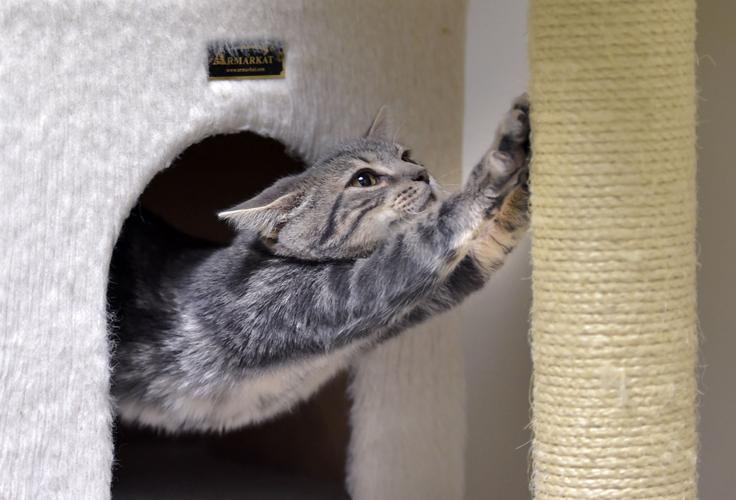 Pet of the week Adopt Jasper, a 5monthold kitten Local News