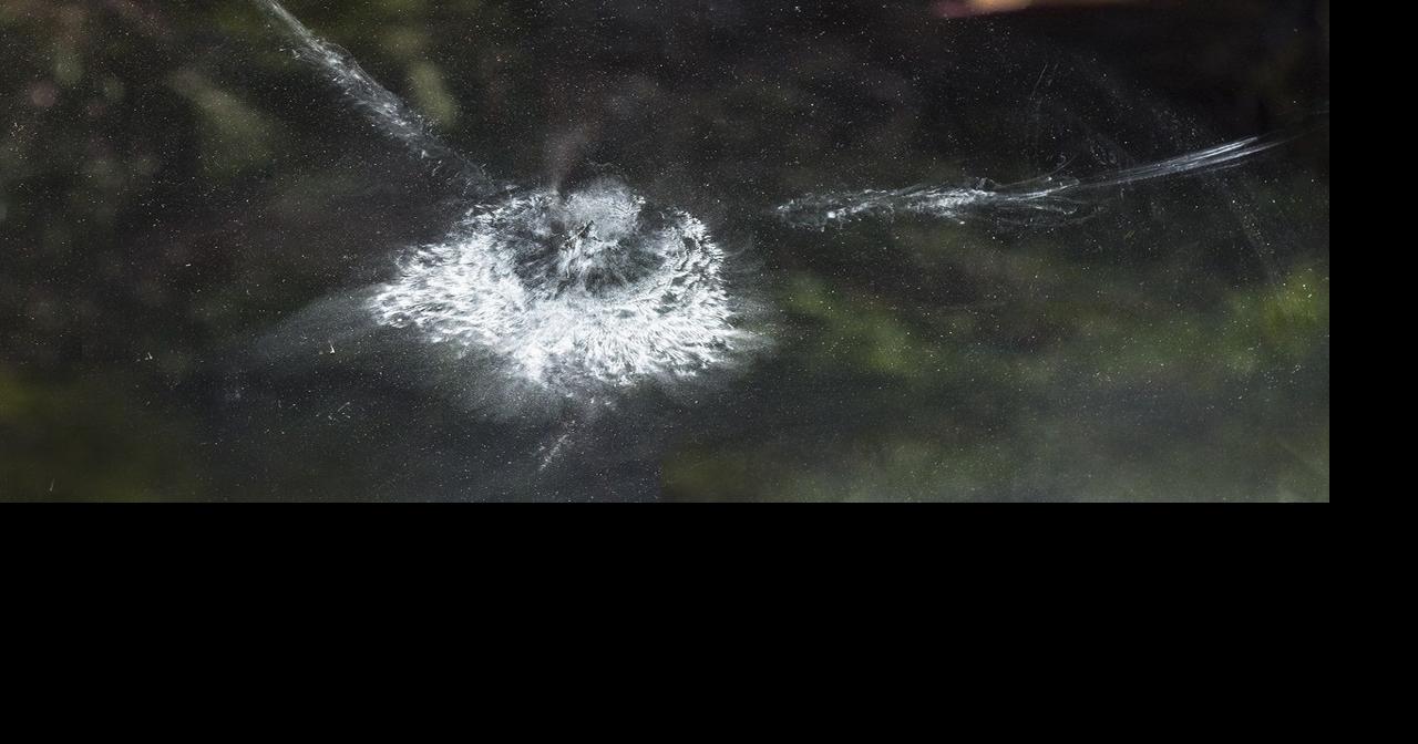 How to protect birds from one of their most common dangers: window ...