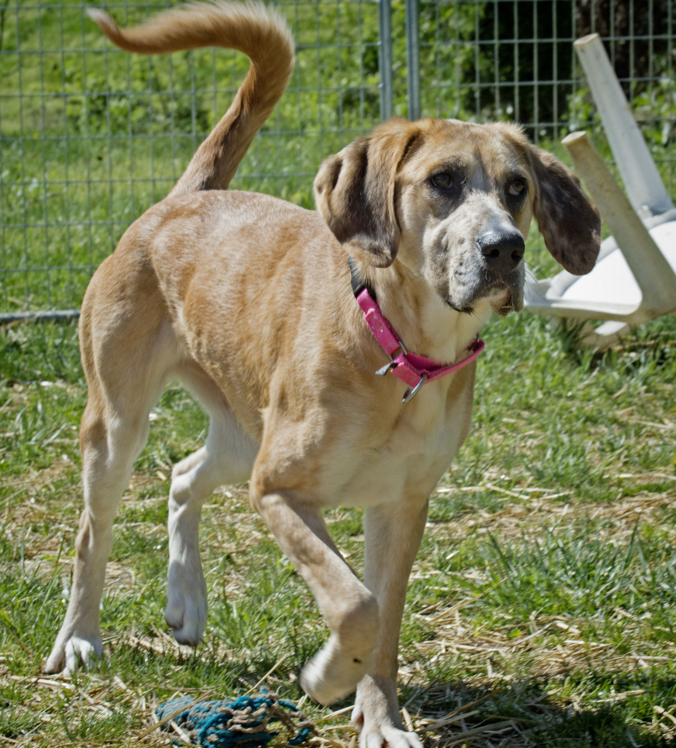 Catahoula golden sales retriever mix