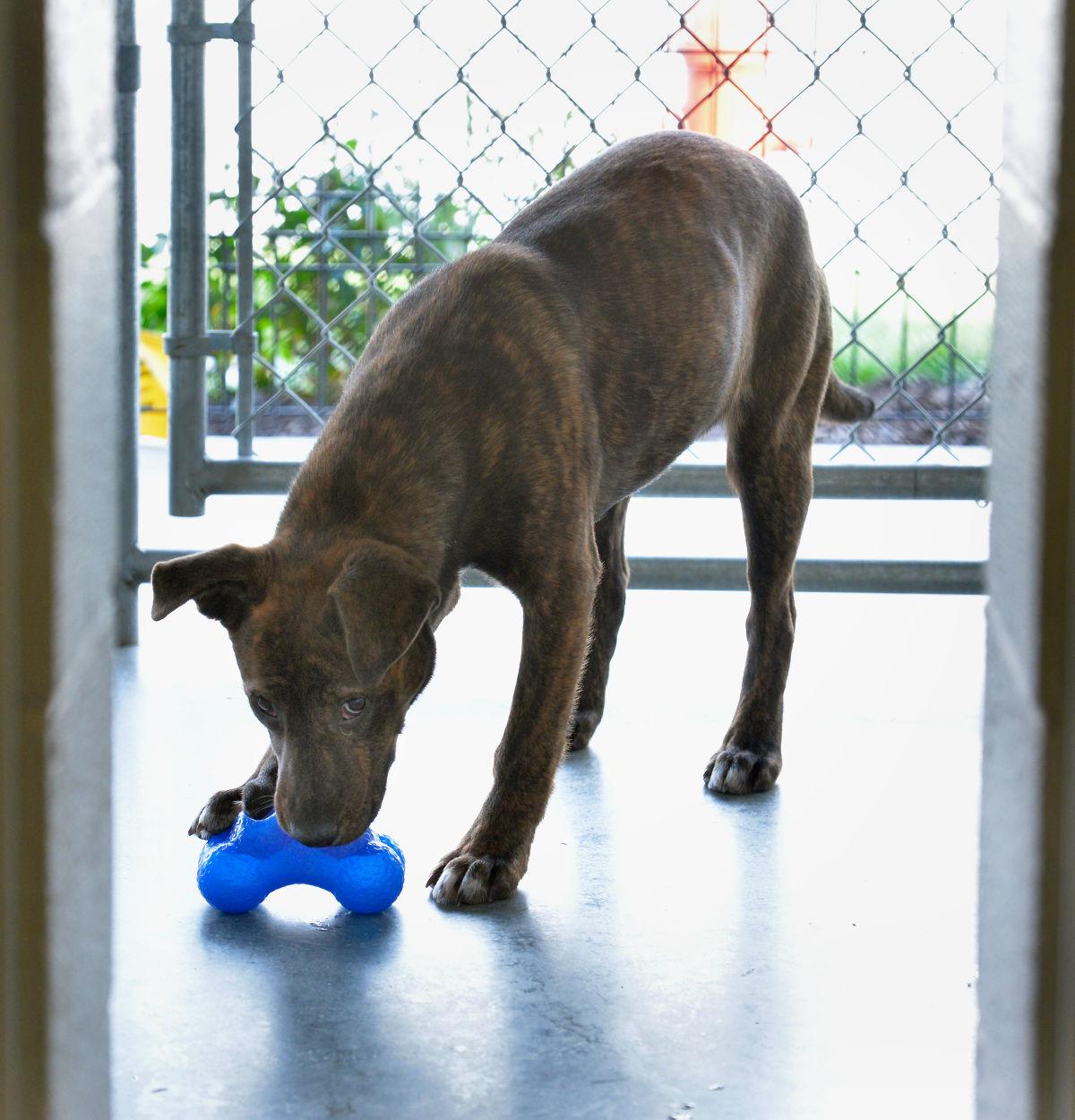Lancaster animal shelter helps ‘flood victims’ Local News