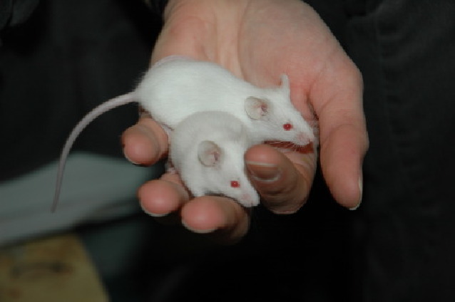 Surprise at the door: 28 abandoned mice, News