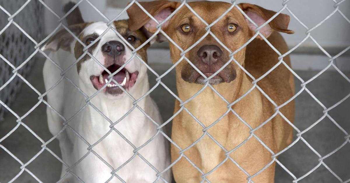 Adopt a dog for $100, other animals for free as Lancaster County SPCA  prepares to close for good | Local News 