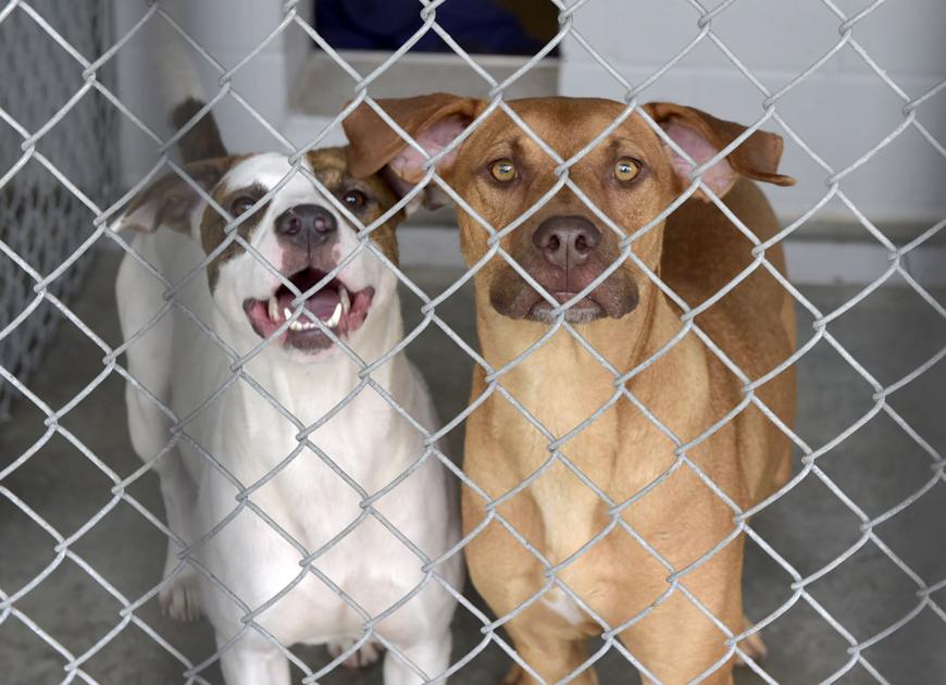 Adopt a dog for 100, other animals for free as Lancaster