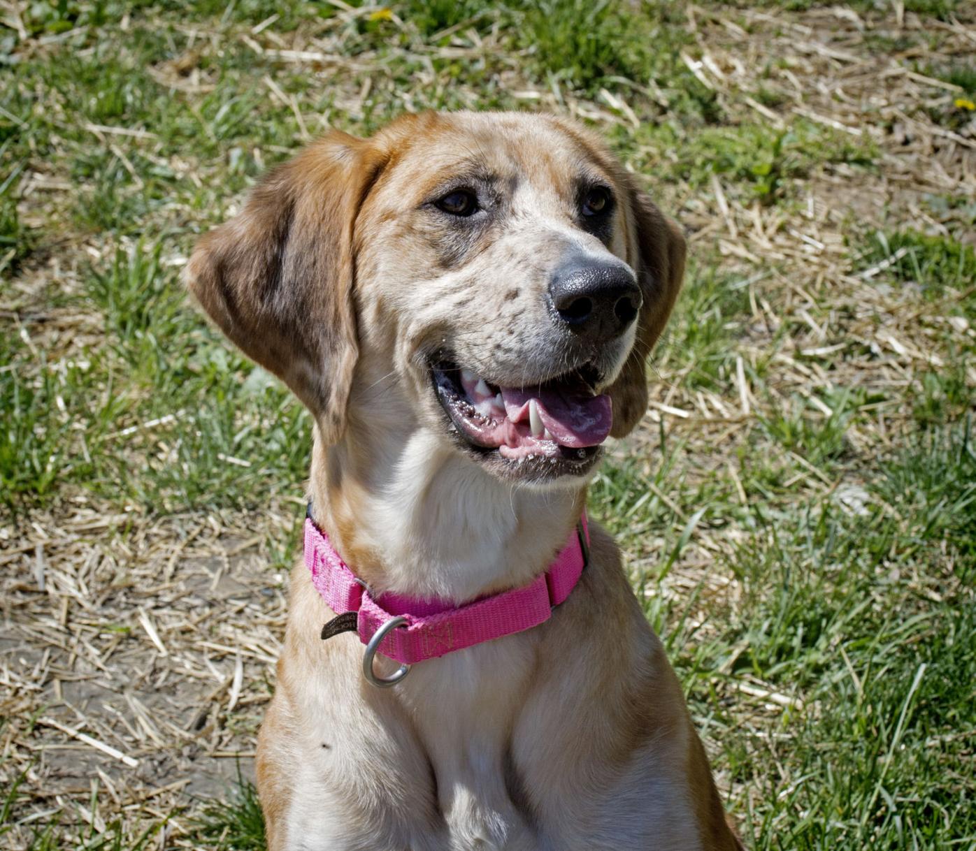 Pet Of The Week Adopt Honey A 2 Year Old Catahoula Golden Retriever Mix Local News Lancasteronline Com
