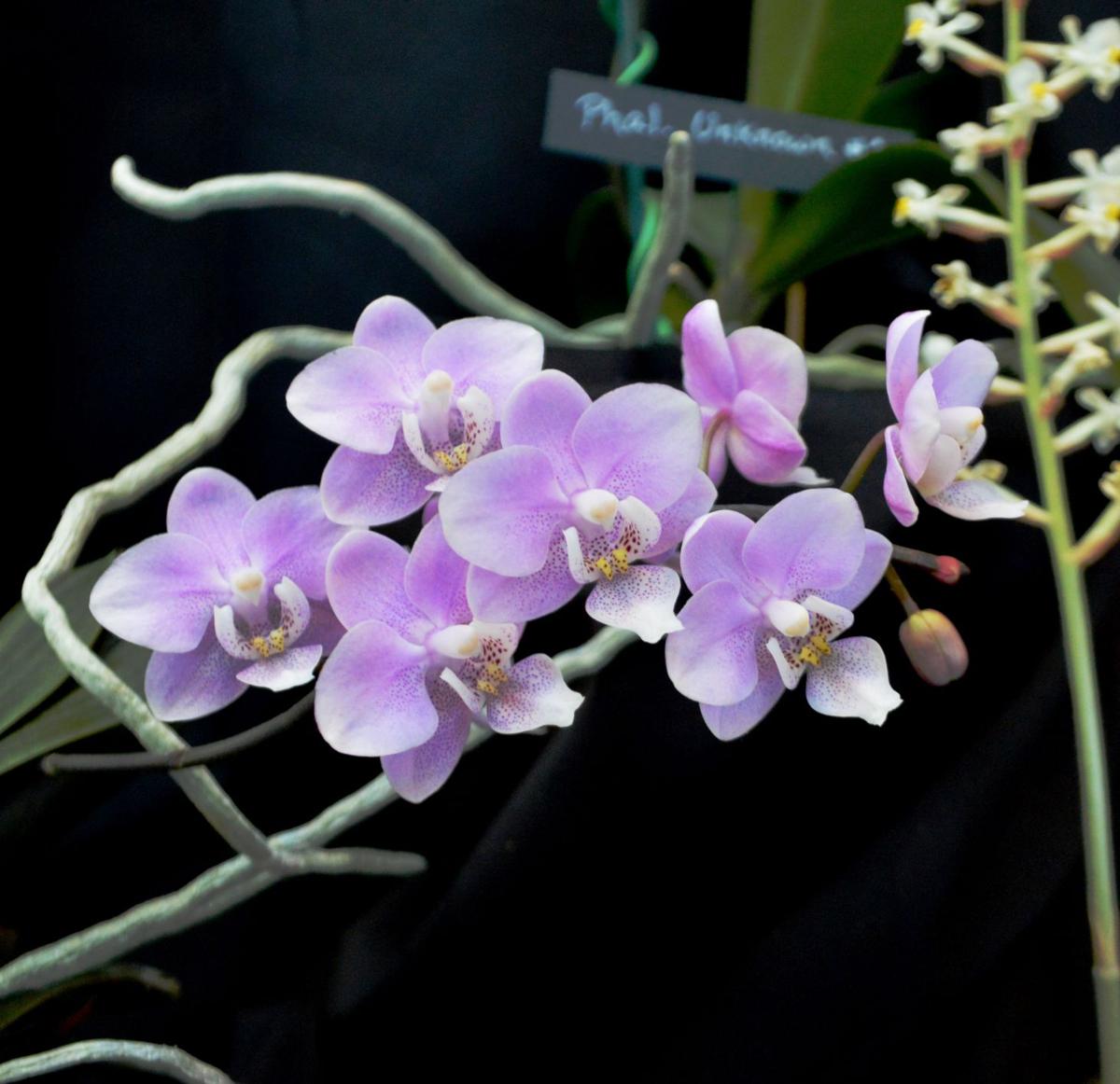 7 Pennsylvania Garden And Home Shows To Check Out In 2019 Food Living Lancasteronline Com