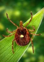 Mild winter, wet spring provide ideal conditions for disease-carrying ticks: experts