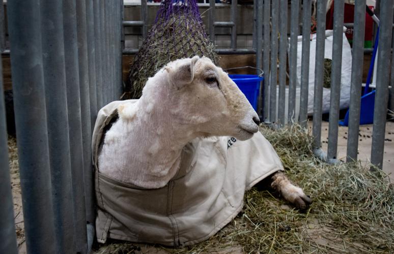Franklin County team is named 2023 Sheep to Shawl champion [photos